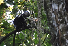 Colobus angolensis ruwenzorii