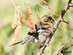 Fringilla coelebs