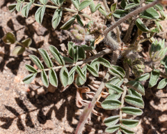 Pelargonium trifoliolatum