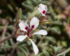 Pelargonium trifoliolatum