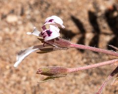 Pelargonium trifoliolatum
