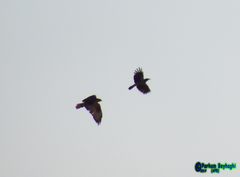 Buteo rufinus