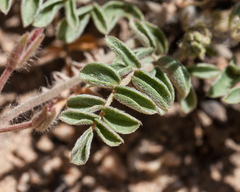 Pelargonium trifoliolatum