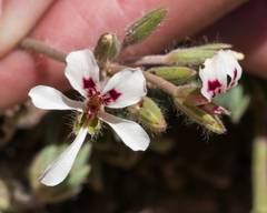 Pelargonium trifoliolatum