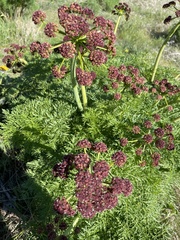 Lomatium dissectum dissectum