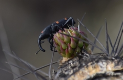 Cactophagus spinolae
