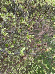 Enkianthus perulatus