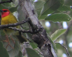 Piranga erythrocephala