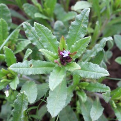 Anchusa arvensis orientalis