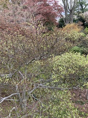 Enkianthus perulatus