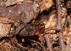 Triaenonychidae