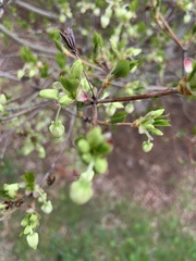 Enkianthus perulatus