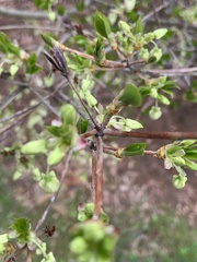 Enkianthus perulatus