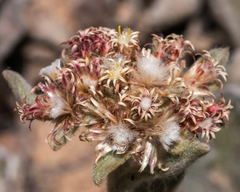 Helichrysum spiralepis