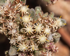 Helichrysum spiralepis