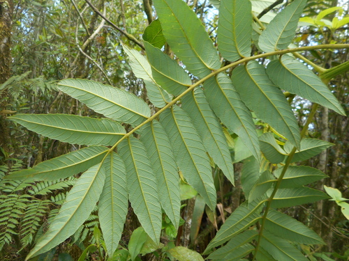 West Indian sumac (Brunellia comocladiifolia)