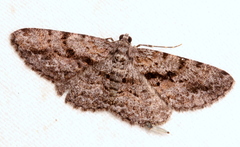 Boarmia suasaria