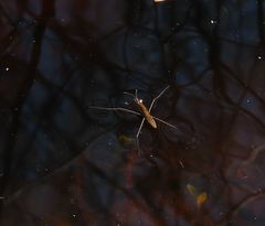 Limnoporus dissortis