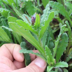 Anchusa arvensis orientalis