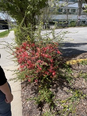 Chaenomeles