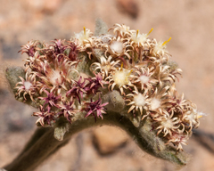 Helichrysum spiralepis