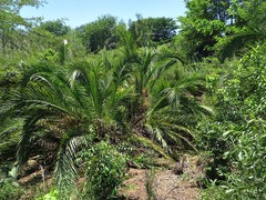 Phoenix reclinata image