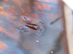Limnoporus dissortis