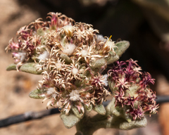 Helichrysum spiralepis