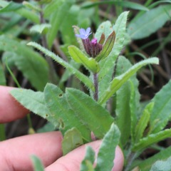 Anchusa arvensis orientalis