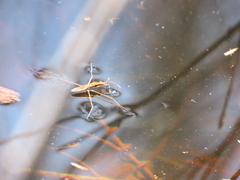 Limnoporus dissortis