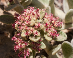 Helichrysum spiralepis