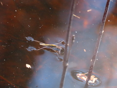 Limnoporus dissortis