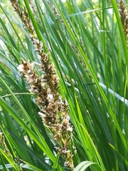 Carex virgata