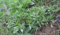 Anchusa arvensis orientalis