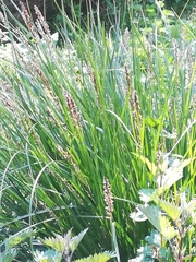 Carex virgata