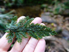 Abrodictyum elongatum