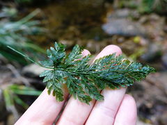 Abrodictyum elongatum