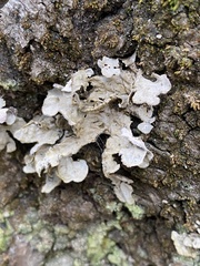 Lobaria hallii