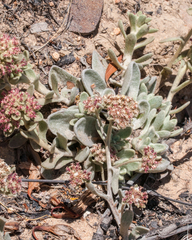 Helichrysum spiralepis