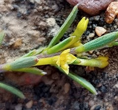Struthiola eckloniana