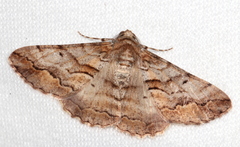 Gastrinodes bitaeniaria