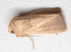 Leucania abdominalis