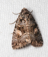 Condica macrosema