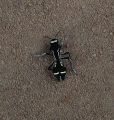 Traumatomutilla indica