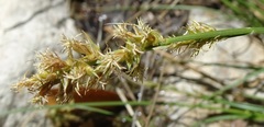 Carex chihuahuensis