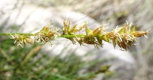 Chihuahuan sedge (Carex chihuahuensis)