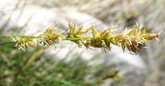 Carex chihuahuensis