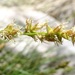 Carex chihuahuensis - Photo (c) Ethan,  זכויות יוצרים חלקיות (CC BY-NC), הועלה על ידי Ethan