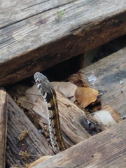 Thamnophis marcianus