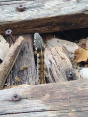 Thamnophis marcianus